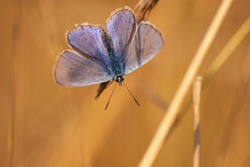 motyl modraszek ikar na kłosie
