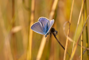 motyl modraszek ikar w suchej trawie - obrazy, fototapety, plakaty