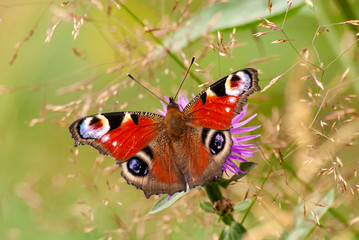  motyl rusałka pawik