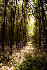 Path through a forest on a sunny day. Taken in early autumn in Bavaria, Germany