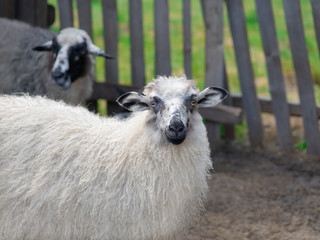 Fototapeta premium White sheep among the sheep at the farm.