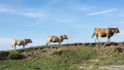 Naklejka na ściany i meble Un grupo de vacas caminan por el horizonte.