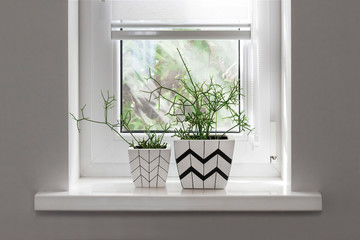 Two flower pots with geometric patterns with rhipsalis plants planted in them stand on windowsill with partially raised roller blind