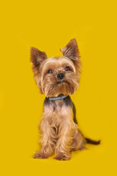 Yorkshire terrier dog on yellow background          