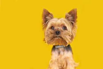 Yorkshire terrier dog on yellow background          