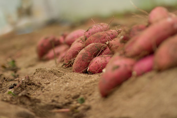 Harvest sweet potato put on the soil at organic farm.