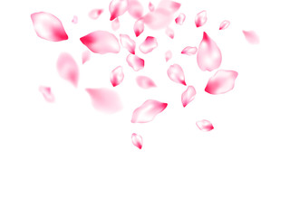Pink cherry blossom petals isolated