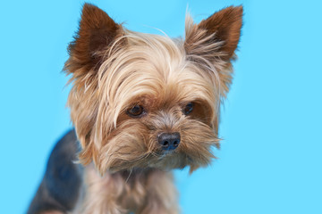 Naklejka premium Yorkshire terrier dog on blue background