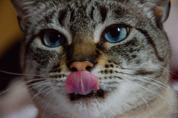 close up on grey tabby cat face with tongue out
