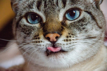 close up on grey tabby cat face with tongue out