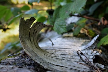 Curl of bark on a log