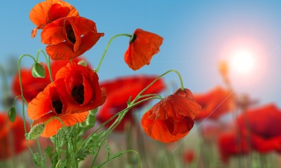 Obraz premium Beauty in nature.