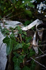 Ivy on a log with curls of bark