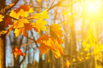 Fototapeta na wymiar Bright yellow lmaple leaves in the sunlight.