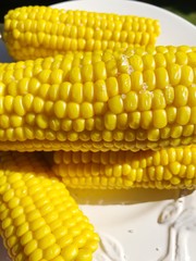 Boiled corn on a white plate macro