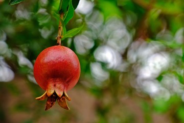 Pomegranate on the tree with blurred background, fruit of many beneficial properties.