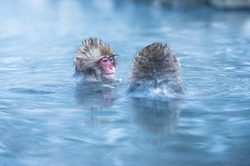 温泉に浸かるニホンザル 冬の地獄谷の猿