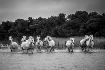 Black and white Camargue horses - 372258229
