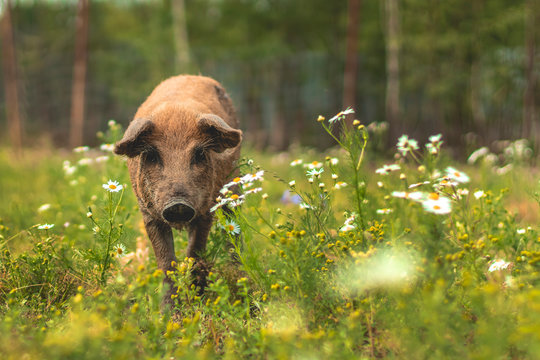 Pig of the Hungarian mangalitsa walk in a meadow among daisies. Piglet in a field among green grasses