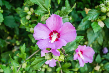 Purple hibiscus flowers from the garden