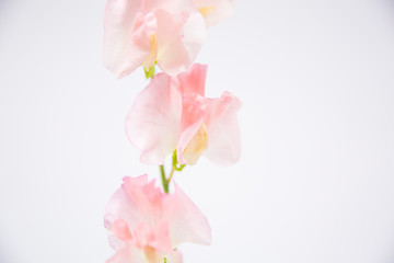 Fototapeta na wymiar ピンク色の花