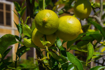 Close-up of a green lemon on a tree