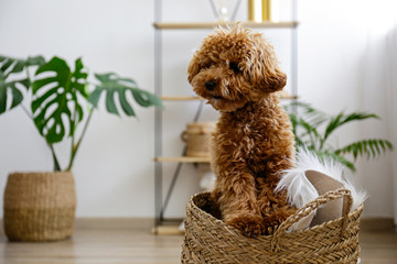Adorable toy poodle puppy. Small breed adorable doggy with funny curly fur. Close up, copy space.