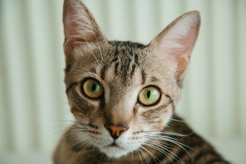 Closeup of stripped gray cat lying on the bed with white background. Pets concept. 