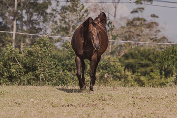 Égua Quarto de Milha