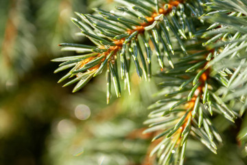 Naklejka na ściany i meble Spruce tree with water droplets on needles under the sunlight. Beautiful branches of a coniferous evergreen tree on a sunny day. Selective focus. Blurred background. Closeup view