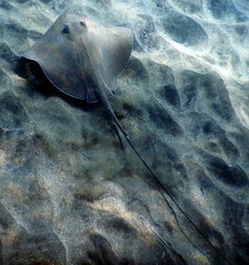 Costa Rica pacific sea life