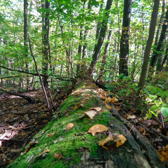 moss on a fallen tree in the autumn forest