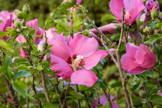 detail of hibiscus flower, Hibiscus