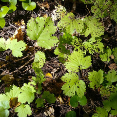 green leaves in the forest