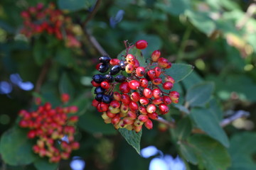 Red berries ripen on bushes in the forest