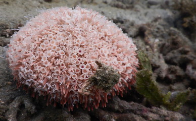 Costa Rica pacific sea life