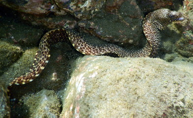 Costa Rica pacific sea life