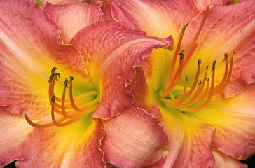 Fototapeta na wymiar Striking closeup of two beautiful daylily blossoms (Hemerocallis) with ruffled vibrant pink petals. Reproductive parts of flower (pistil and stamens) extend outward from yellow throat of blossoms.