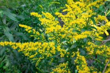 Solidago canadensis in the garden