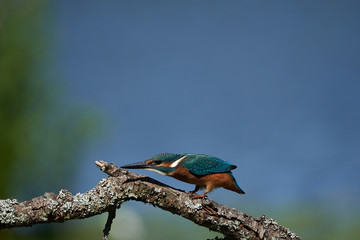 Common kingfisher Alcedo atthis Eurasianon a tree at the river