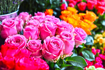 Fototapeta premium Roses in flower shop.