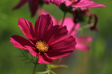 Obraz premium pink cosmos flower