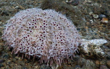 Costa Rica pacific sea life