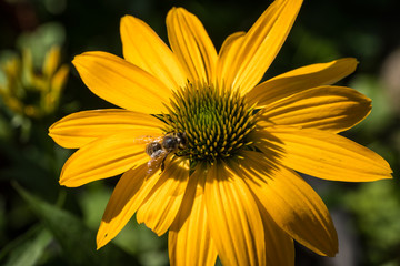 echinacea purpurea flower detail in the garden with a bee