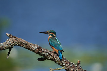 Common kingfisher Alcedo atthis Eurasianon a tree at the river