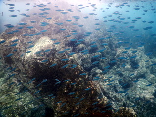 Costa Rica pacific sea life