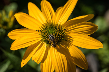 echinacea purpurea flower detail in the garden with a bee