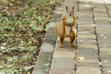 Naklejka na ściany i meble Red squirrel. Cute rodent. Animals in the city park. Wild life in the city. Feed the protein. Wildlife and environmental protection. Fluffy tail. Curious animal. Nimble and jumping squirrel.