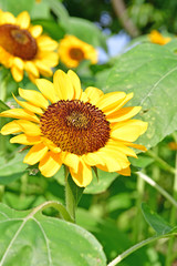 花, 黄色, ハナバチ, 自然, ヒマワリ, サマータイム