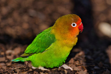 Parc des oiseaux